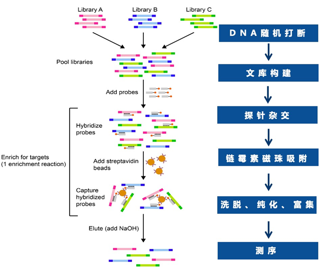1764137741669965.png 捕获流程.png